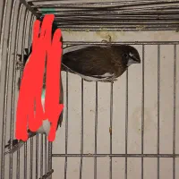 فنچ بنگالی نر مست