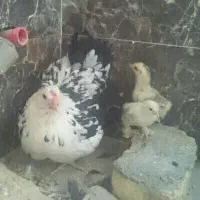 مرغ گلین لری . با جوجه