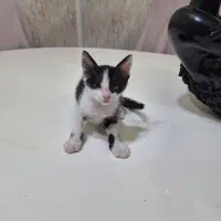 ۴ عدد بچه گربه