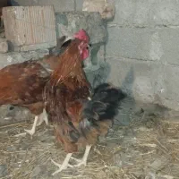 خرروس