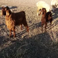 یک راس بز گوشتی 2راس بزغاله نر و ماده|حیوانات مزرعه|ارشق, |دیوار