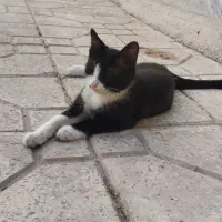 واگذاری رایگان گربه نوجوان فوری به سرپرستی مهربون