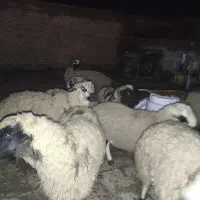 تعدادی بر نر