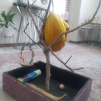 نشیمنگاه