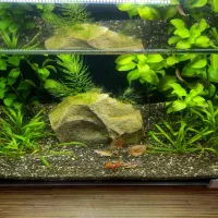 آکواریوم پلنت گیاهی