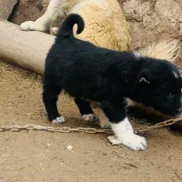 توله قدرجانی واگذاری