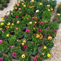 باغبانی|خدمات باغبانی و درختکاری|شاهین‌شهر, مخابرات (شهید بهشتی)|دیوار