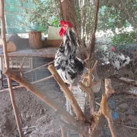 خروس گلین