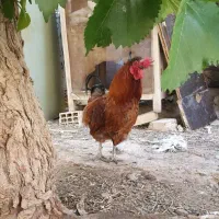 یک خروس به فروش می‌رسد