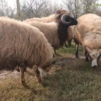 تعدادی گوسفند نر محلی