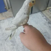 معاوضه با کفتر