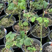 فروش عمده انواع نهال های مثمر و غیر مثمر و پیوندی