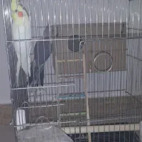 جفت عروس هلندی