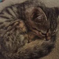 واگذاری گربه نر دوماهه