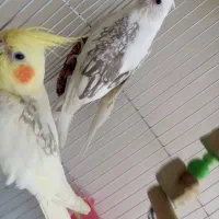 عروس  هلندی  نر ماده کشیده