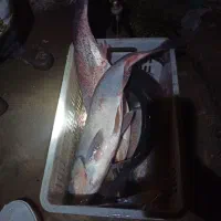 کپور و آمور و فیتی فاک