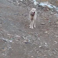 سگ فروشی|سگ|تربت‌حیدریه, ده پائین|دیوار