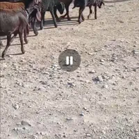 11رس کاور بره سرخ افشار داخلشون هترو هم هست