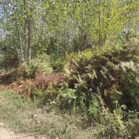 فروش زمین مسکونی 691متر رشت روستای طرازکوه(نسق)|فروش زمین و ملک کلنگی|رشت, پسیخان|دیوار