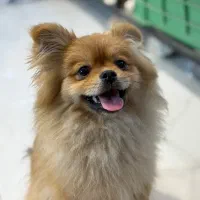 پامر خرسی اصلی ۵ ماهه|سگ|تهران, استاد معین|دیوار