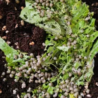 حلزون آچاتینا آلبینو