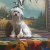 واگذاری سگ آپارتمانی