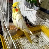 عروس هلندی زعفرونی