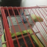 پرنده خونگی|پرنده|دهلران, |دیوار