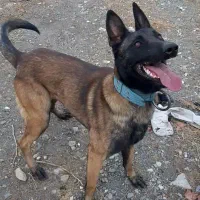 سگ مالینیوز