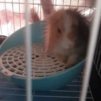 خرگوش لوپ|موش و خرگوش|زابل, |دیوار