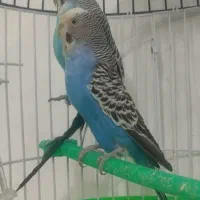 جفت مرغ عشق (خاص)|پرنده|قائن, |دیوار