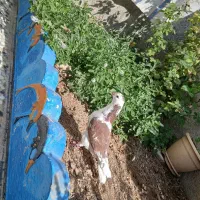 کبوتر یال گلی|پرنده|کوه چنار, |دیوار