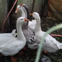 قوغاز نروماده|حیوانات مزرعه|ماکلوان, |دیوار