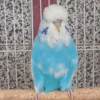 مرغ عشق انگلیسی گرید A|پرنده|اسلامشهر, باغ فیض|دیوار