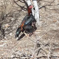 مرغ  خروس لاری  خروس اوشاموخارجی