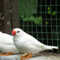 فنچ فوق عالی