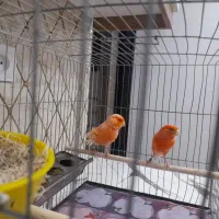 یک جفت ردفاکتوراورجینال