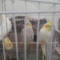 عروس پاریس عروس هلندی