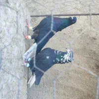 دسته کفتر ضربه پشت کویتی