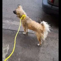 سگ پایمر خانگی باب باغ ویلا حیاط