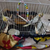 یه جفت عروس هندی