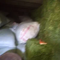 یونجه وکاه و گندم