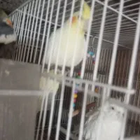 معاوضه عروس هلندی ماده با نر