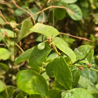 ـ نهـال بلوبری دوک|خدمات باغبانی و درختکاری|آمل, |دیوار