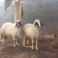 دو تا بره قوچ سنجابی اصیل