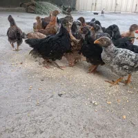 جوجه های گلپایگانی