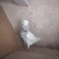 نر طوقی|پرنده|قم, یزدانشهر|دیوار