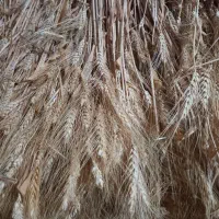 گل گندم|گل و گیاه طبیعی|رشت, چله خانه|دیوار