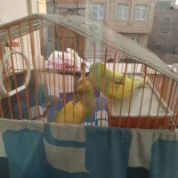 مرغ عشق جفت