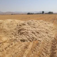 اجاره زمین کشاورزی دیم
